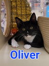 adoptable Cat in Willingboro, NJ named Oliver