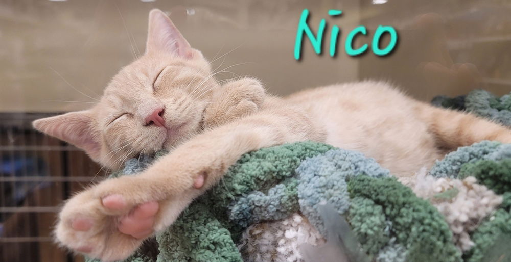 adoptable Cat in Willingboro, NJ named Nico