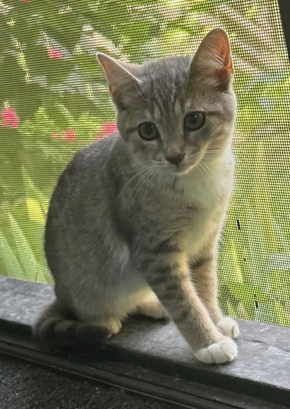 adoptable Cat in Willingboro, NJ named Pita