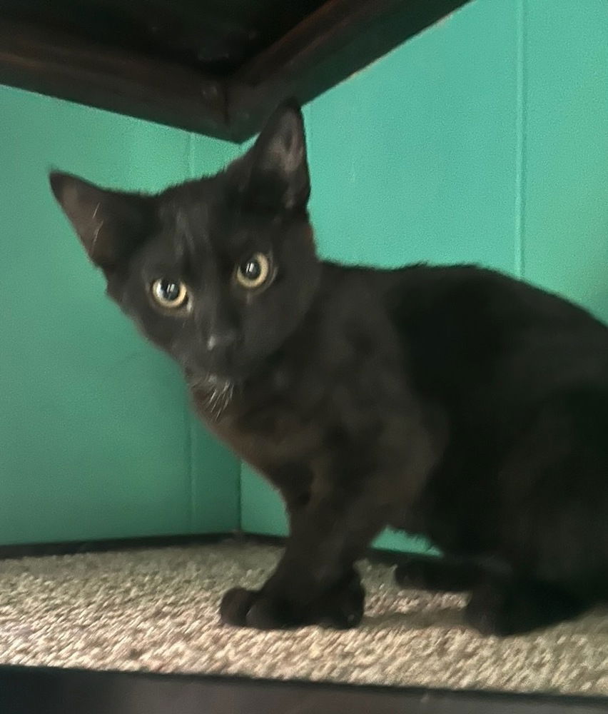 adoptable Cat in Willingboro, NJ named Noche