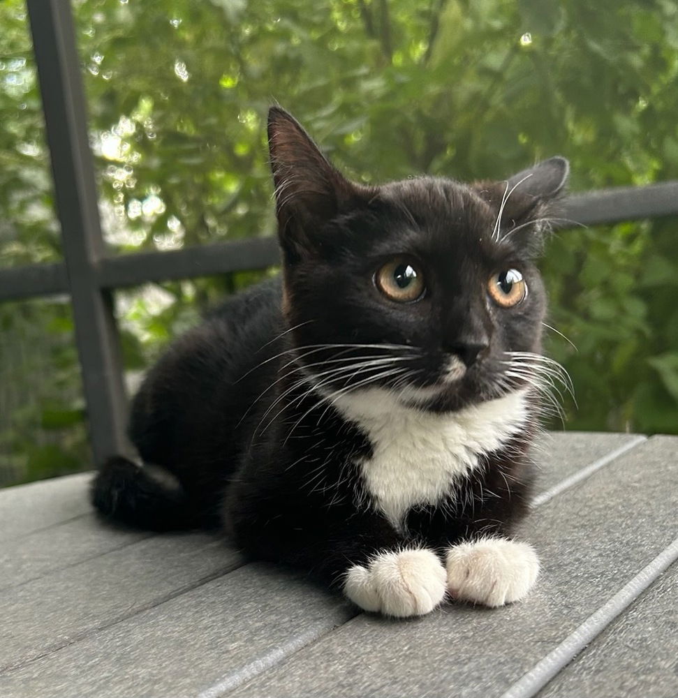 adoptable Cat in Willingboro, NJ named Cookie