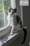 adoptable Cat in Willingboro, NJ named Bluey