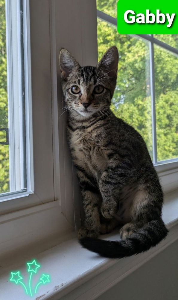 adoptable Cat in Willingboro, NJ named Gabby