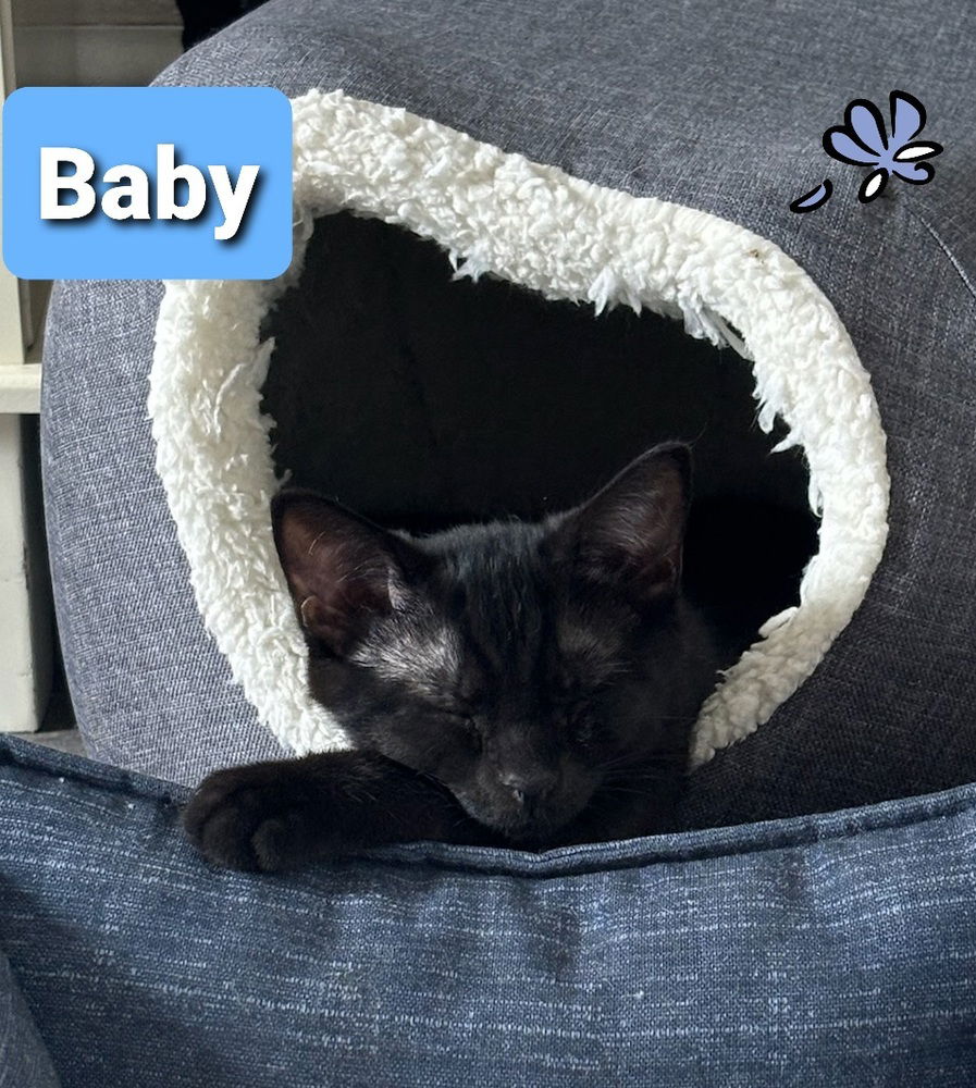 adoptable Cat in Willingboro, NJ named Baby