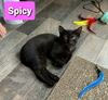 adoptable Cat in Willingboro, NJ named Spicy