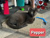 adoptable Cat in Willingboro, NJ named Pepper