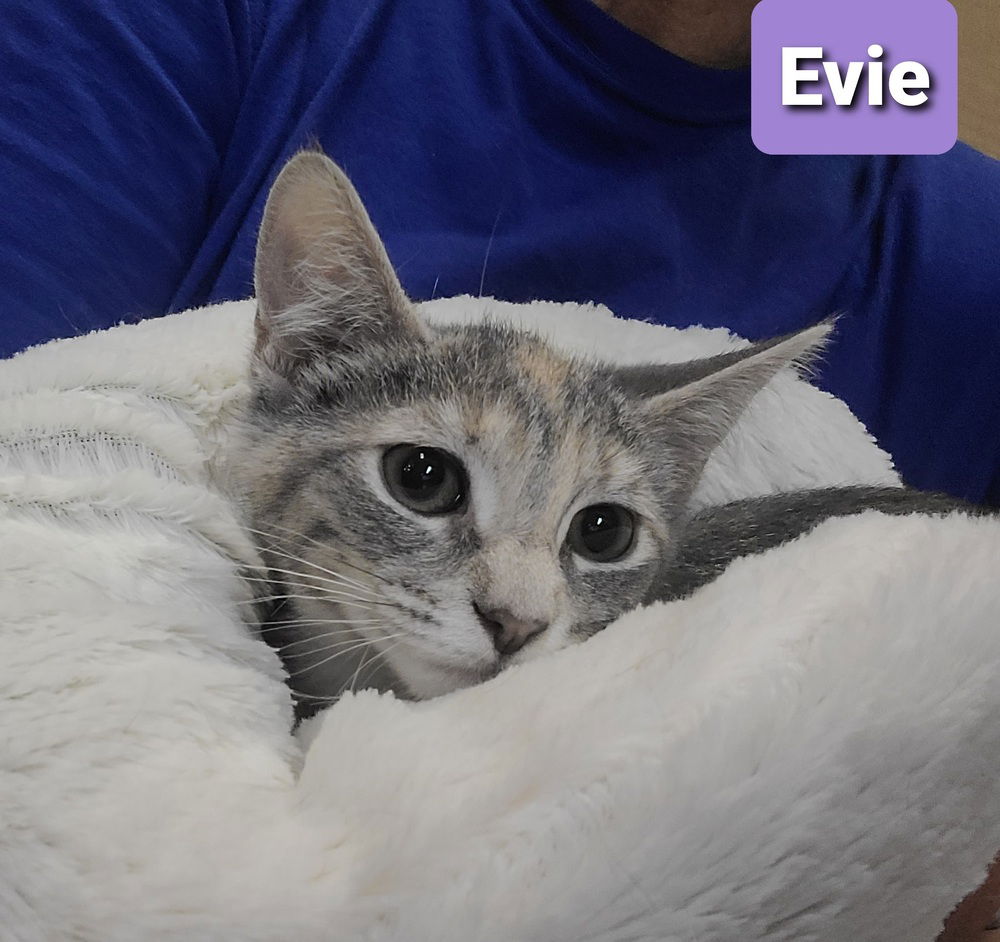 adoptable Cat in Willingboro, NJ named Evie