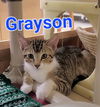 adoptable Cat in Willingboro, NJ named Greyson