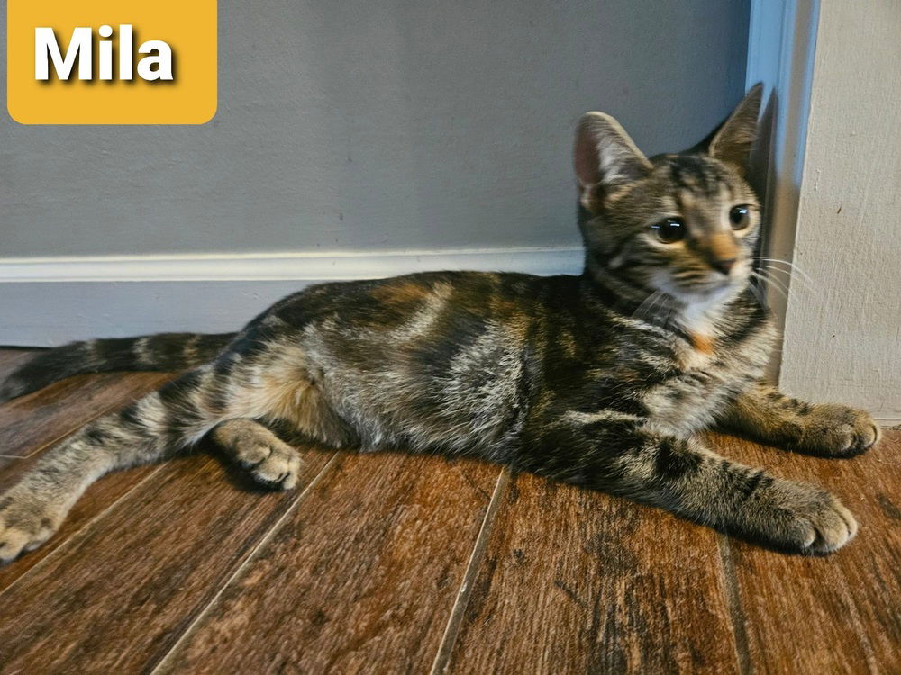 adoptable Cat in Willingboro, NJ named Mila