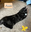 adoptable Cat in Willingboro, NJ named Fawn