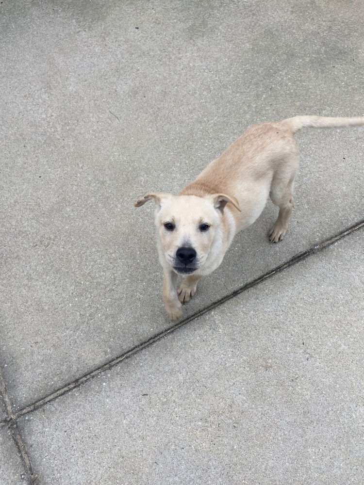 adoptable Dog in Willingboro, NJ named Bailey