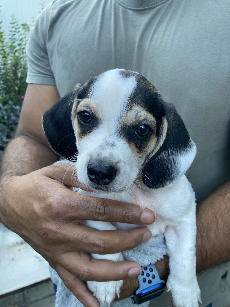 adoptable Dog in Willingboro, NJ named Latch