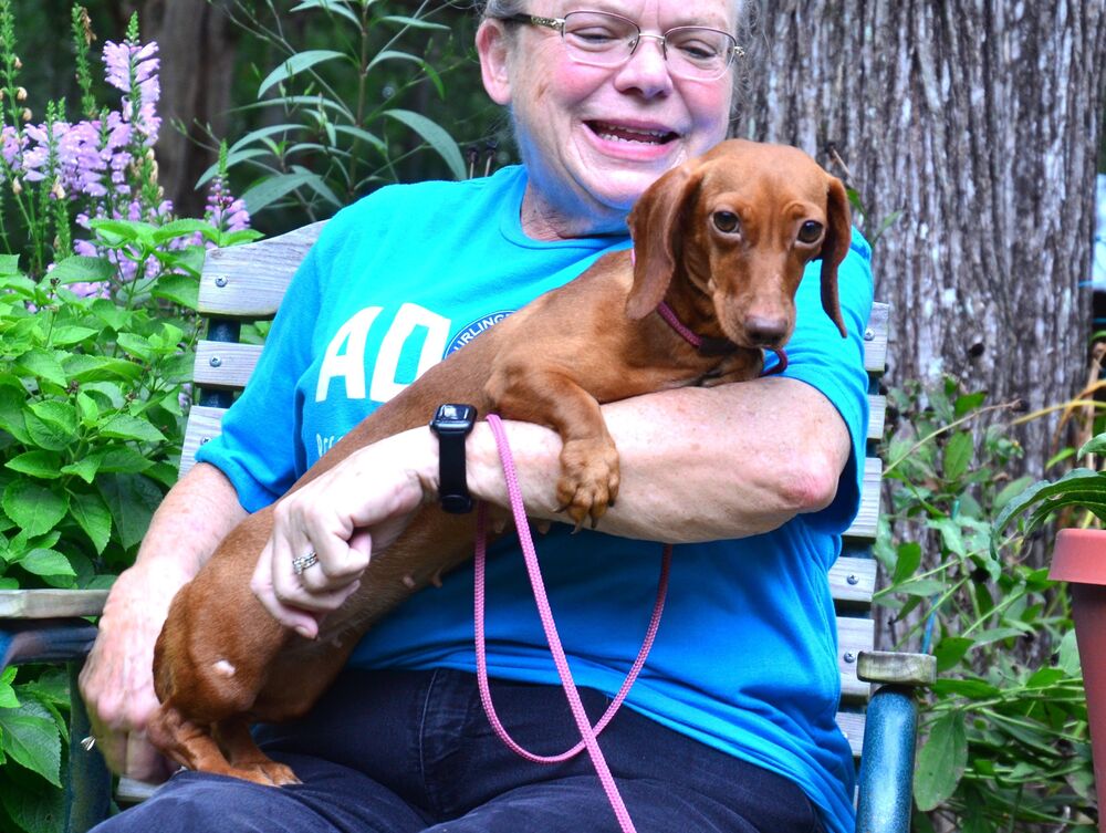 adoptable Dog in Willingboro, NJ named Honey