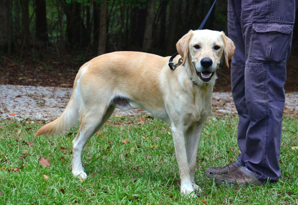 adoptable Dog in Willingboro, NJ named Lance