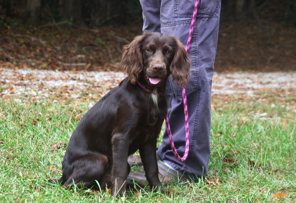 adoptable Dog in Willingboro, NJ named Lacey