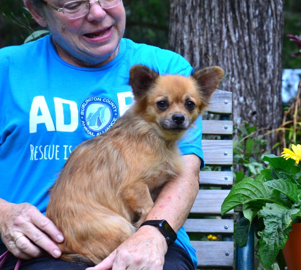 adoptable Dog in Willingboro, NJ named June