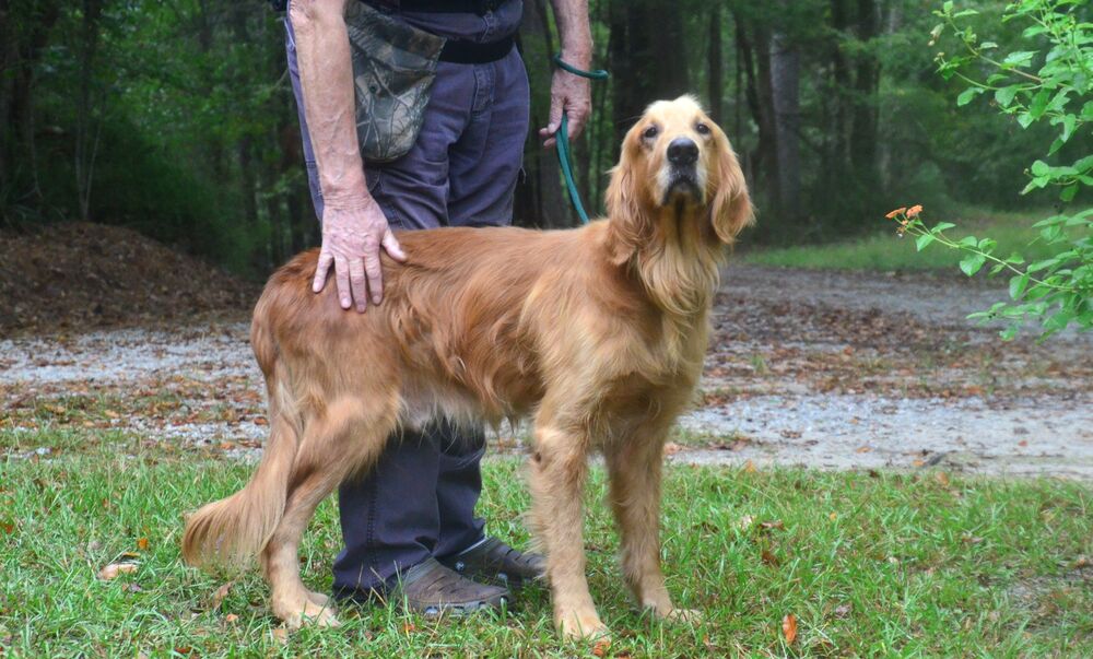 adoptable Dog in Willingboro, NJ named Buddy