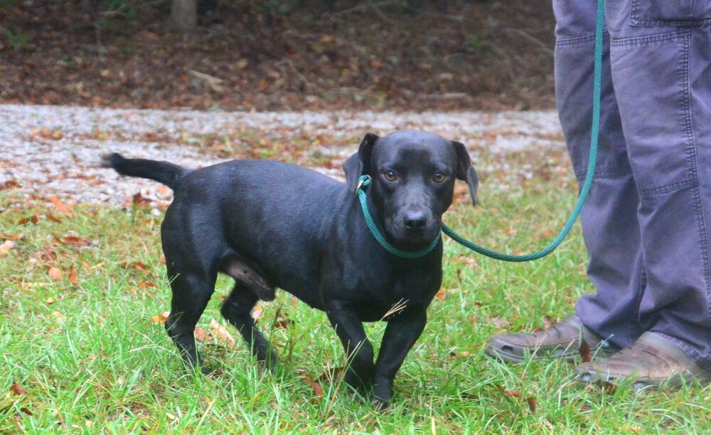 adoptable Dog in Willingboro, NJ named Beau