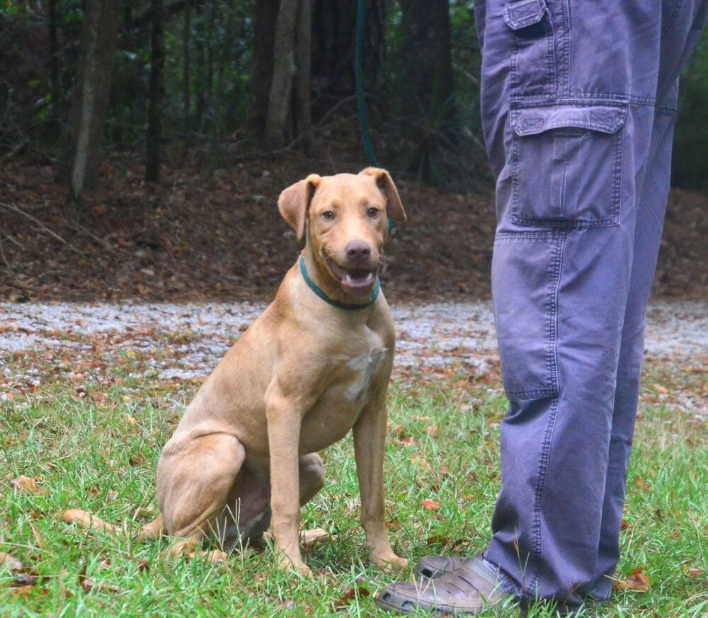 adoptable Dog in Willingboro, NJ named Max