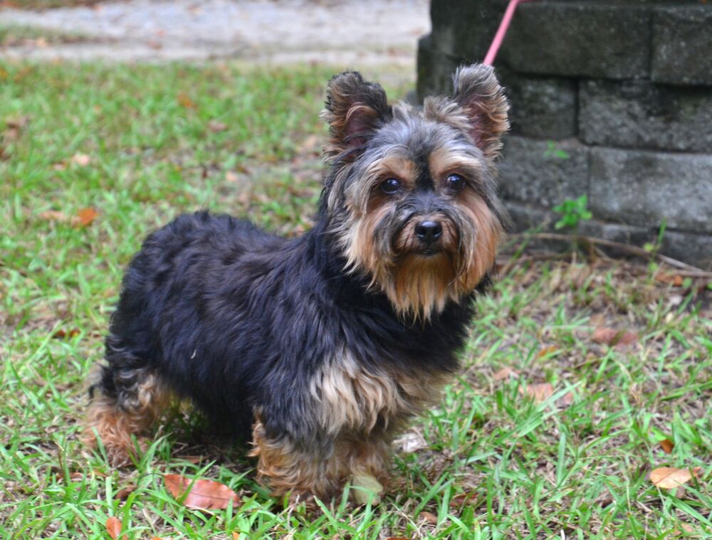 adoptable Dog in Willingboro, NJ named Frankie