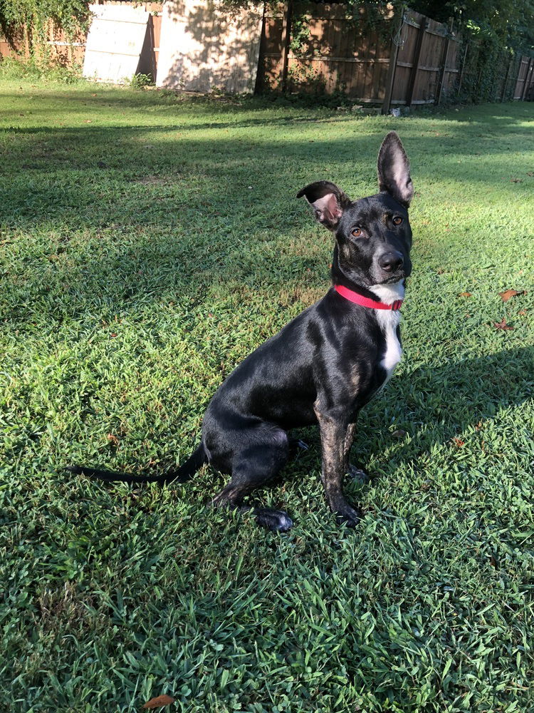 adoptable Dog in Willingboro, NJ named Mitzi