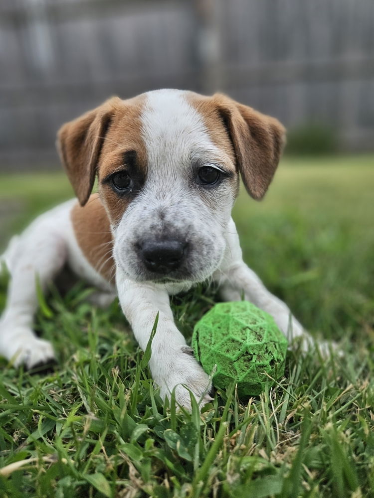 adoptable Dog in Willingboro, NJ named Melody