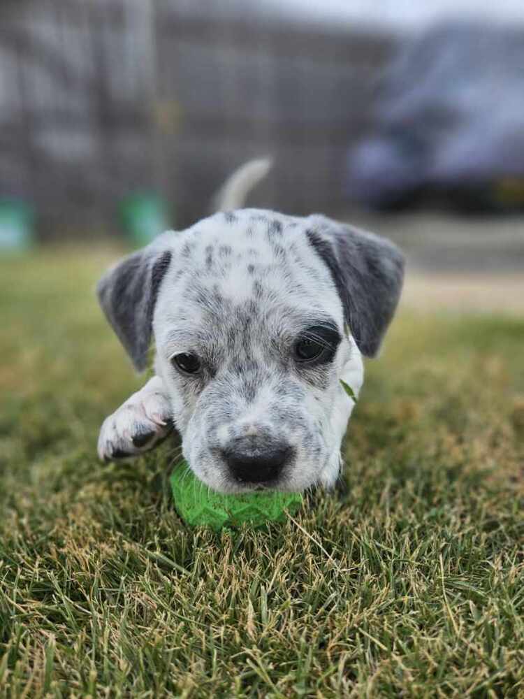 adoptable Dog in Willingboro, NJ named Gracie