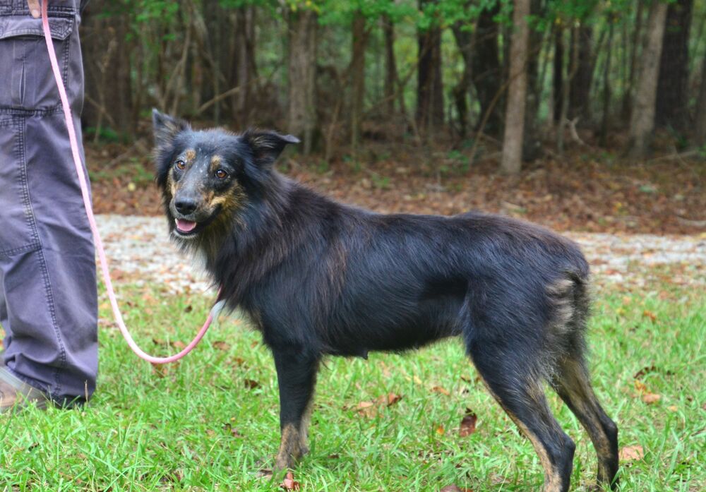 adoptable Dog in Willingboro, NJ named Poppy