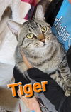 adoptable Cat in willingboro, NJ named Tiger