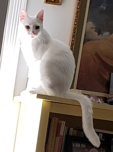 LOTUS - Domestic Short Hair available for adoption