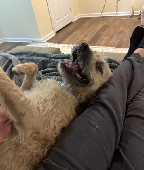 picture of the dog needing adoption