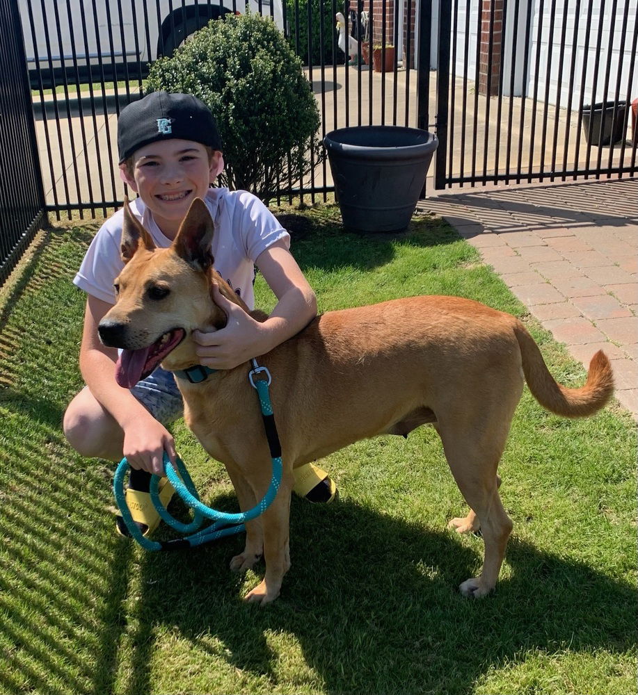 adoptable Dog in Willingboro, NJ named Roxy