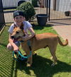 adoptable Dog in willingboro, NJ named Roxy