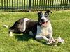 adoptable Dog in willingboro, NJ named Millie