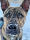 adoptable Dog in willingboro, NJ named Mac