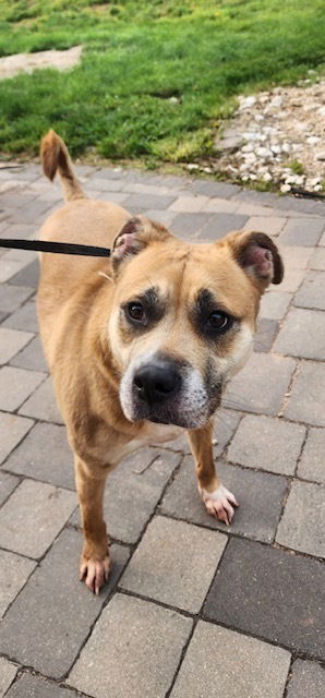adoptable Dog in Willingboro, NJ named Roxie