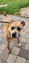 adoptable Dog in willingboro, NJ named Roxie