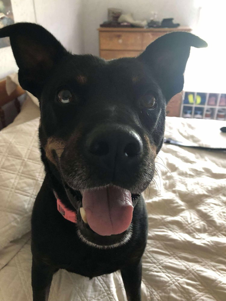 adoptable Dog in Willingboro, NJ named Sally