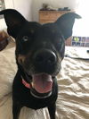 adoptable Dog in  named Sally