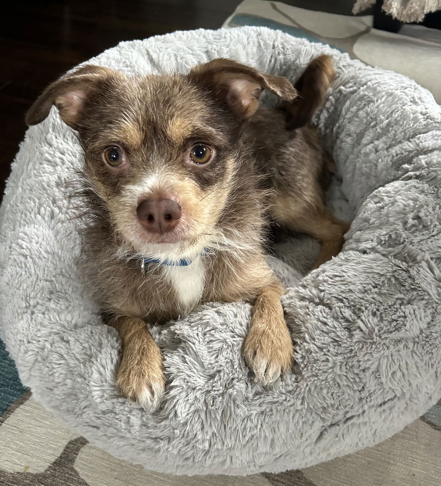 adoptable Dog in Willingboro, NJ named Levi