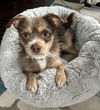 adoptable Dog in willingboro, NJ named Levi