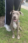 adoptable Dog in willingboro, NJ named Janet