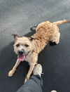 adoptable Dog in willingboro, NJ named Nugget