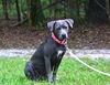 adoptable Dog in willingboro, NJ named Josie