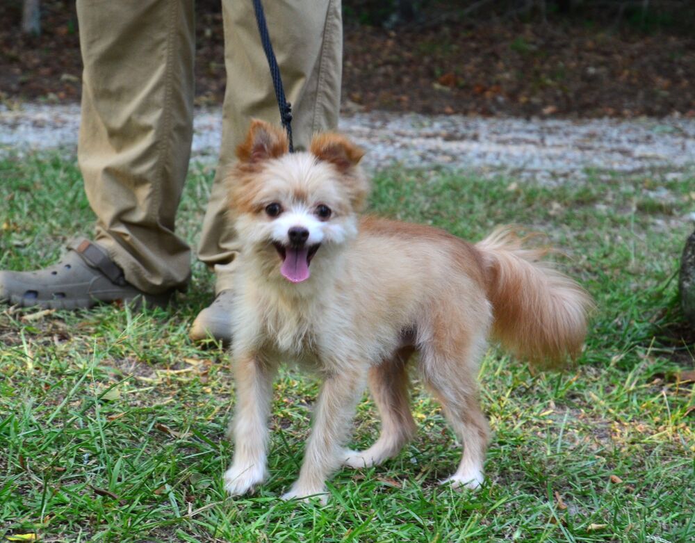 adoptable Dog in Willingboro, NJ named Perry