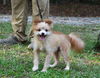 adoptable Dog in  named Perry