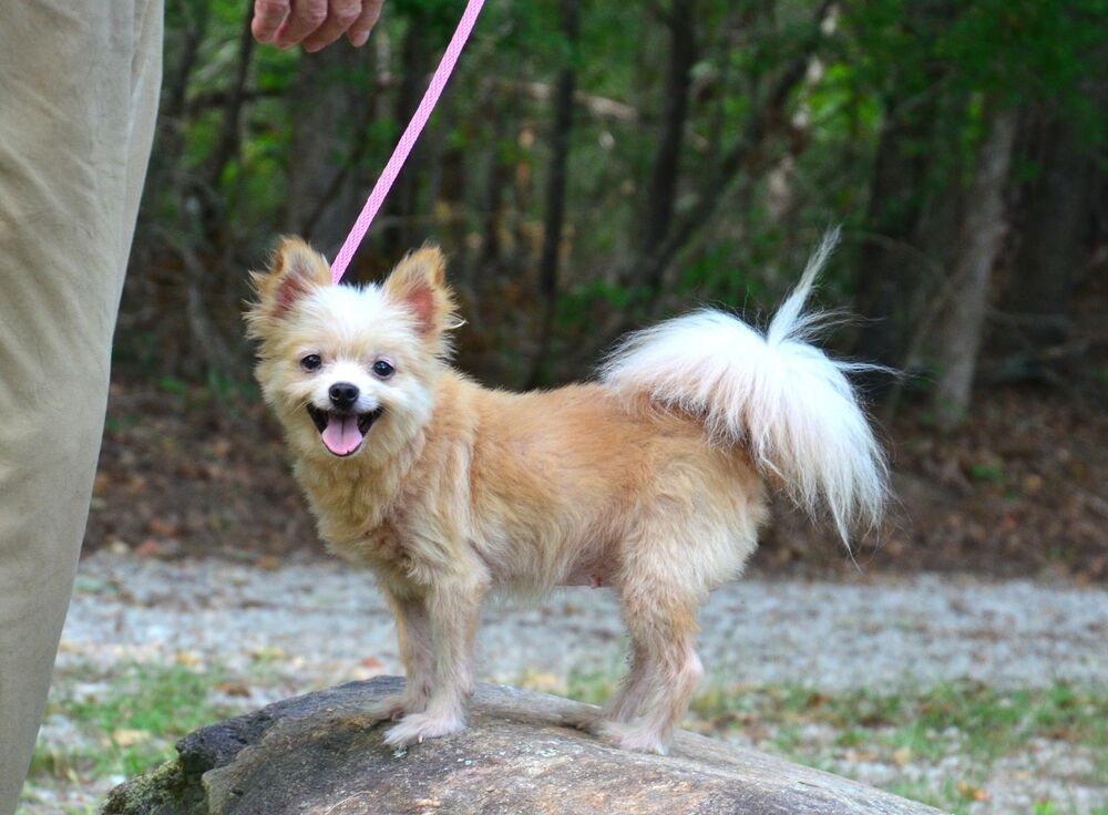 adoptable Dog in Willingboro, NJ named Poppy
