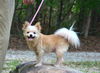 adoptable Dog in  named Poppy