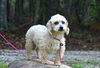 adoptable Dog in willingboro, NJ named Neve