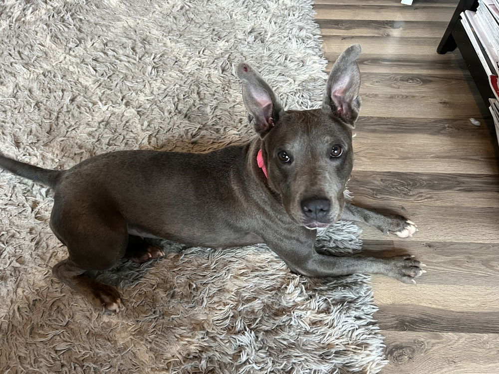 adoptable Dog in Willingboro, NJ named Lulu belle